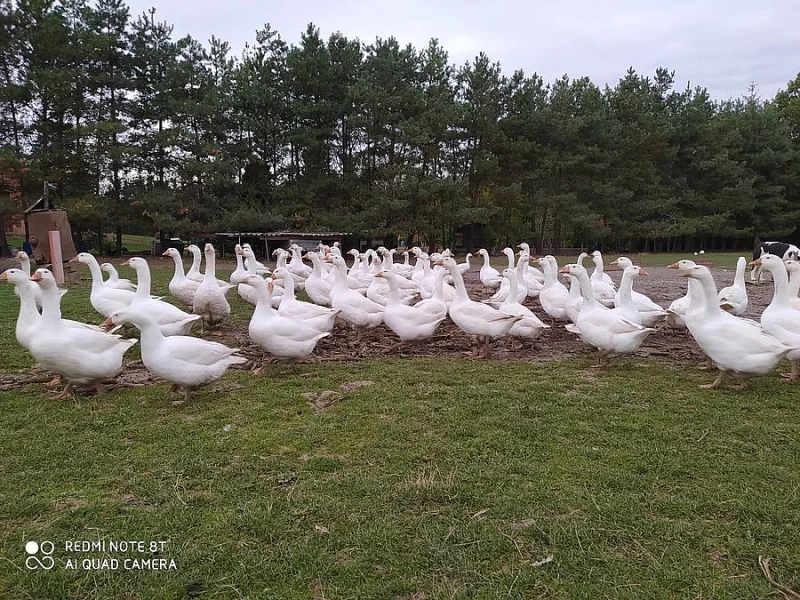 Svatomartinská husa