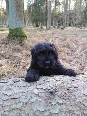 Flanderský bouvier