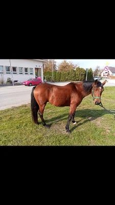 Klisna arab