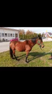 Klisna arab