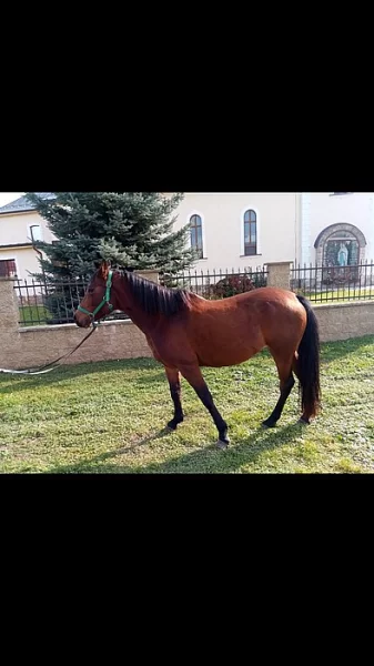 Klisna arab