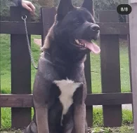 5 krásných amerických akita štěňat