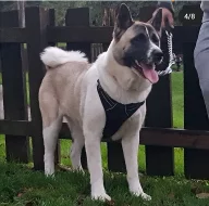 5 krásných amerických akita štěňat