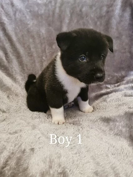 5 krásných amerických akita štěňat