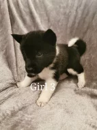 5 krásných amerických akita štěňat