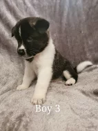 5 krásných amerických akita štěňat