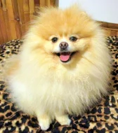 Pomeranian - nabídka krytí