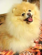 Pomeranian - nabídka krytí