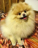 Pomeranian - nabídka krytí