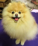 Pomeranian - nabídka krytí