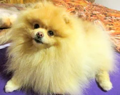 Pomeranian - nabídka krytí