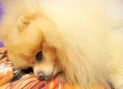 Pomeranian - nabídka krytí
