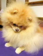 Pomeranian - nabídka krytí