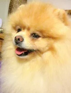 Pomeranian - nabídka krytí