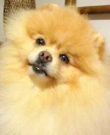 Pomeranian - nabídka krytí