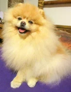 Pomeranian - nabídka krytí