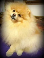 Pomeranian - nabídka krytí