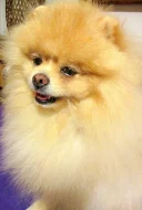 Pomeranian - nabídka krytí