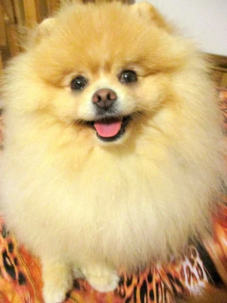 Pomeranian - nabídka krytí