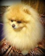 Pomeranian - nabídka krytí