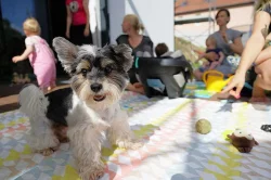 Biewer yorkshire terrier