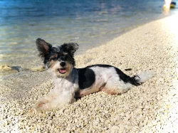 Biewer yorkshire terrier