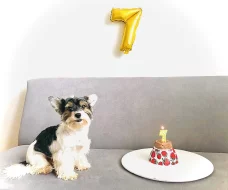 Biewer yorkshire terrier