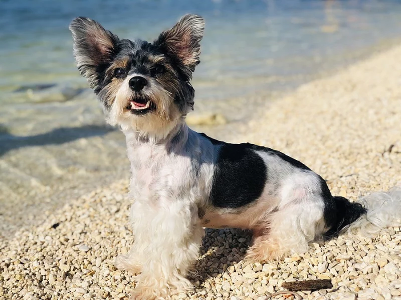 Biewer yorkshire terrier