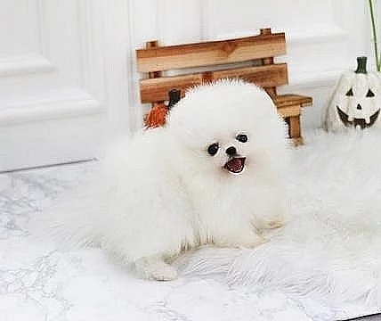 Krásný mikrošálek Pomeranian štěňata