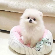 Krásný mikrošálek Pomeranian štěňata