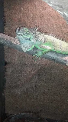 Leguán zelený samec 2,5 roku s teráriem
