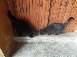 Daruji černou kočičku