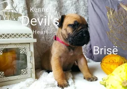 Boerboel Kennel Devil's Heart štěnátka s PP FCI