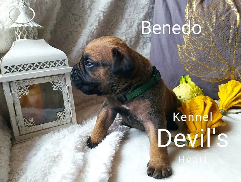 Boerboel Kennel Devil's Heart štěnátka s PP FCI