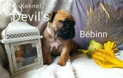 Boerboel Kennel Devil's Heart štěnátka s PP FCI
