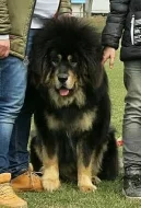 Tibetská doga - šteniatka k odberu po 15.11.2020