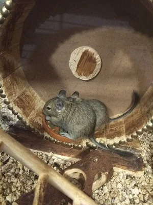 3 samečci Osmáka Degu