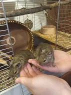 3 samečci Osmáka Degu