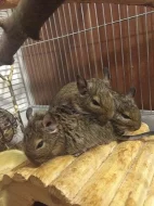 3 samečci Osmáka Degu