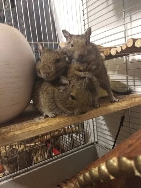 3 samečci Osmáka Degu