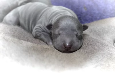Thajský ridgeback - Exkluzivní modrá štěňata s PP