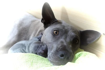 Thajský ridgeback - Exkluzivní modrá štěňata s PP