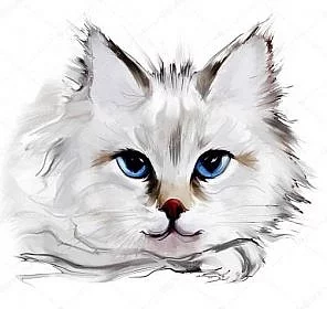 KDO DARUJE 2 kocourky