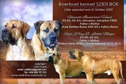 Prodám štěňata Boerboela (Búrský buldok)