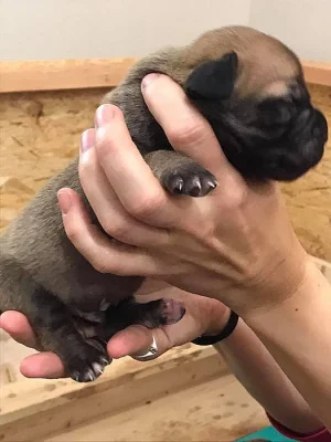 Prodám štěňata Boerboela (Búrský buldok)