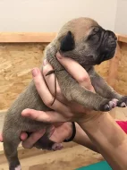 Prodám štěňata Boerboela (Búrský buldok)