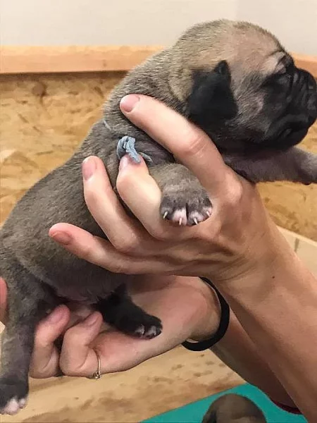 Prodám štěňata Boerboela (Búrský buldok)