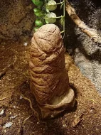 Terárium