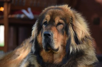 Tibetská doga-štěňata s PP