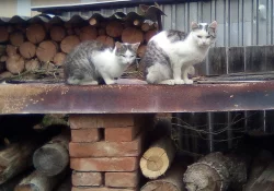 Daruji kočičku či kocoura